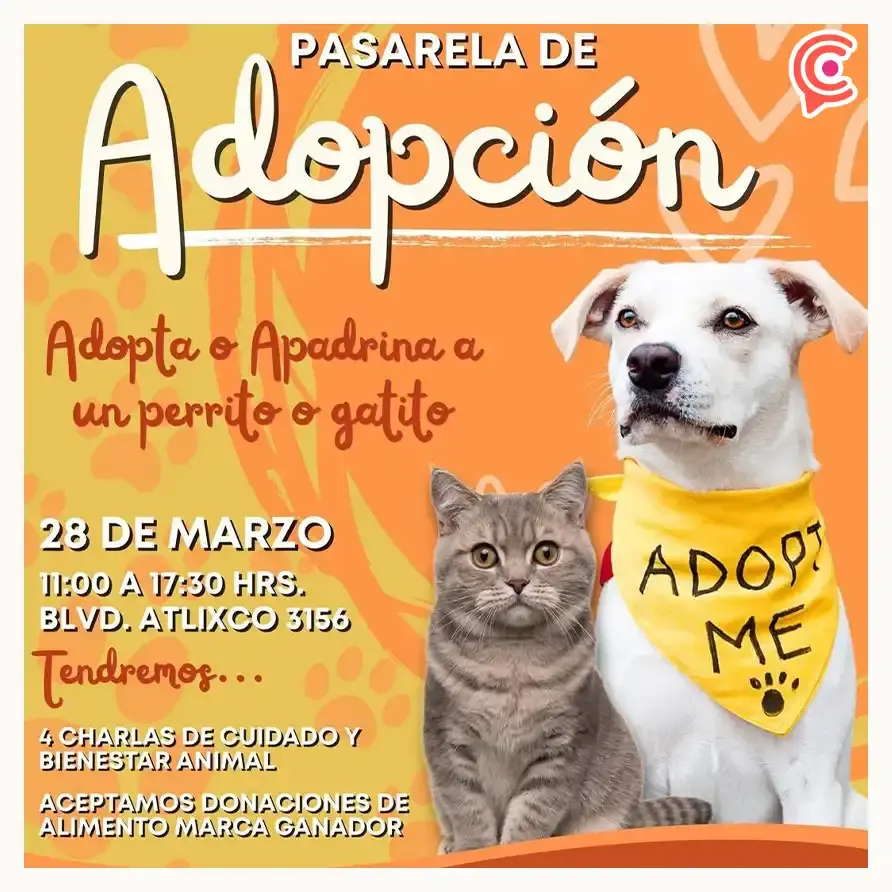 Galerías Las Ánimas anuncia pasarela para adoptar lomitos y michis