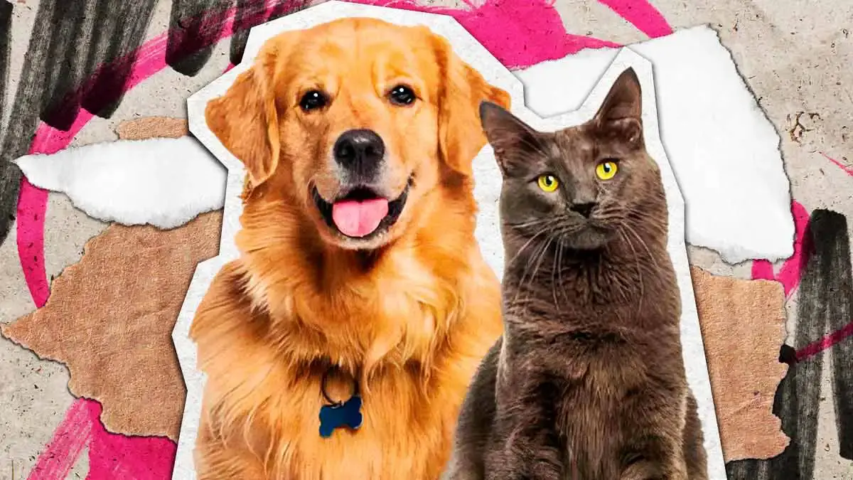 Galerías Las Ánimas anuncia pasarela para adoptar lomitos y michis