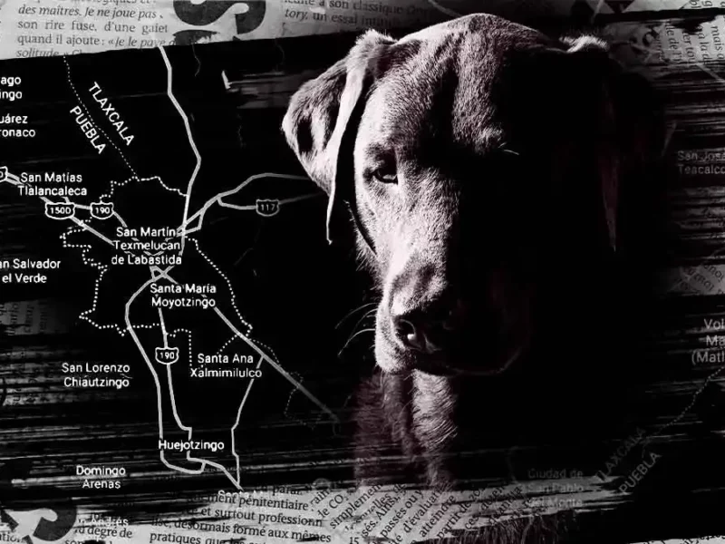 Atendió bienestar animal de Texmelucan reportes de maltrato a seres sintientes