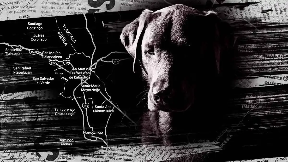 Atendió bienestar animal de Texmelucan reportes de maltrato a seres sintientes