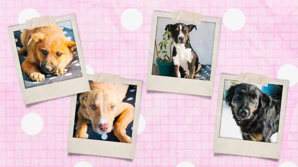 4 perritos buscan familia en Huejotzingo: Roberto Solís impulsa adopción responsable
