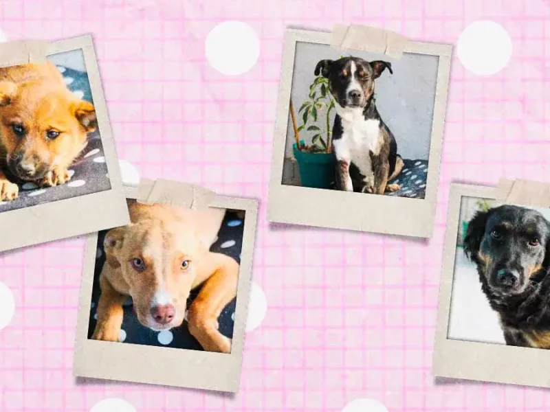 4 perritos buscan familia en Huejotzingo: Roberto Solís impulsa adopción responsable