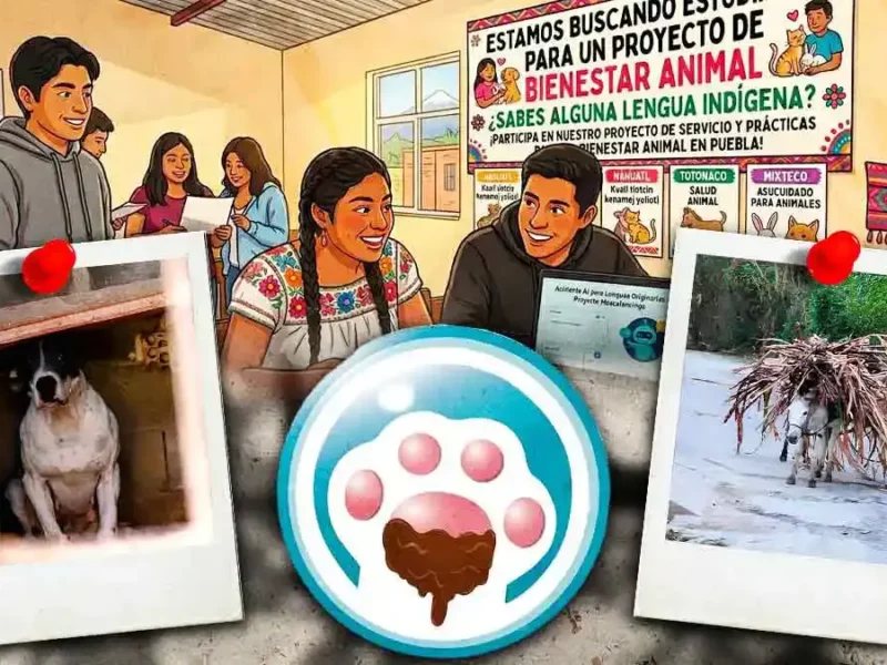 Patitas Enlodadas Puebla busca traductores de lenguas originarias para frenar maltrato animal y liberar Servicio Social