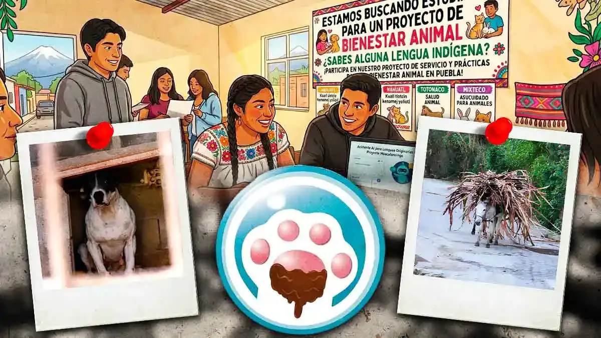 Patitas Enlodadas Puebla busca traductores de lenguas originarias para frenar maltrato animal y liberar Servicio Social