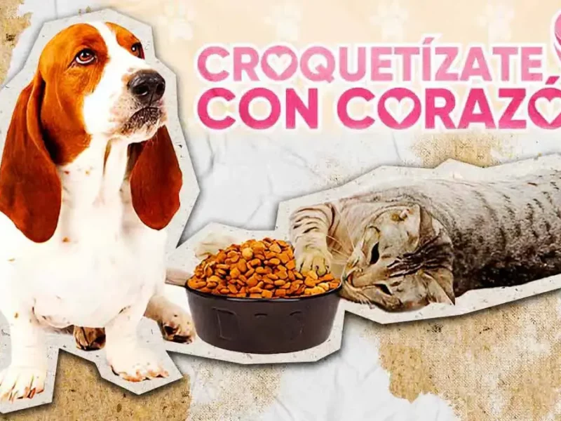 IBA Puebla lanza colecta permanente de alimento para michis y lomitos; así puedes donar