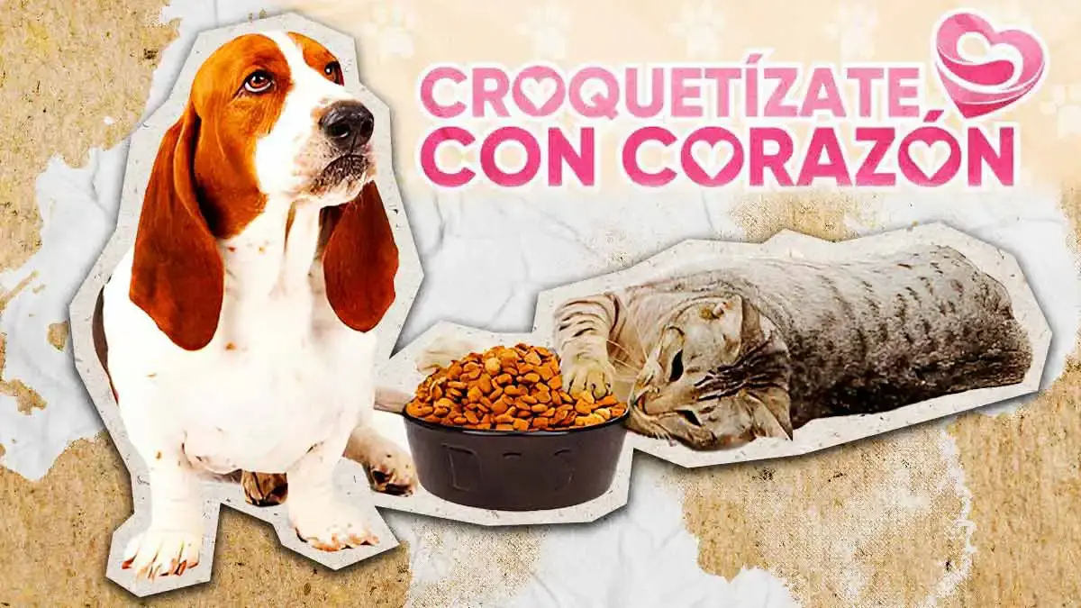 IBA Puebla lanza colecta permanente de alimento para michis y lomitos; así puedes donar