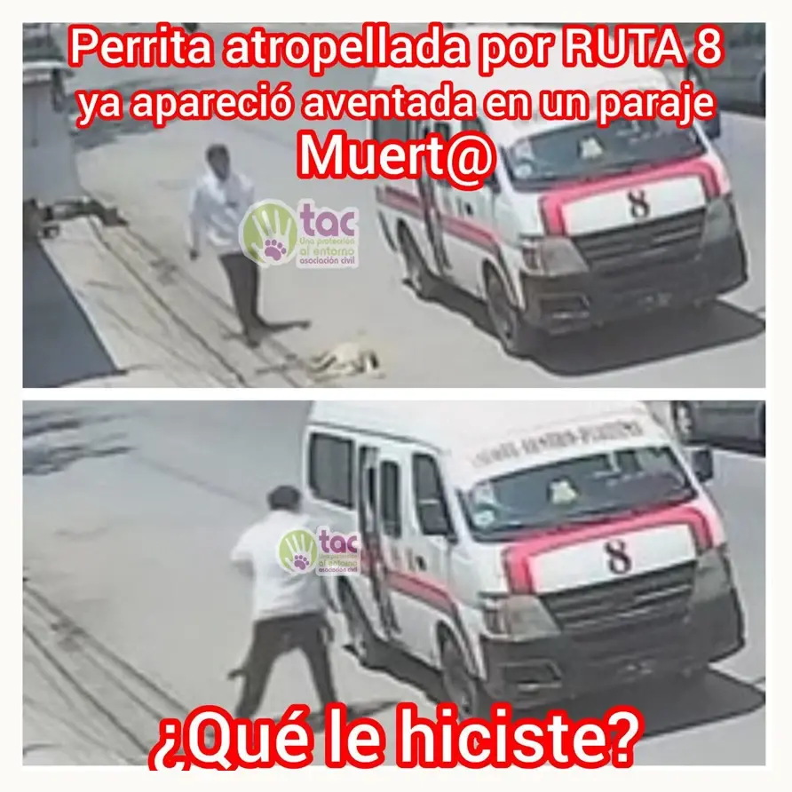 Denuncian a conductor de ruta 8 en Tehuacán por atropellar y abandonar a un perro