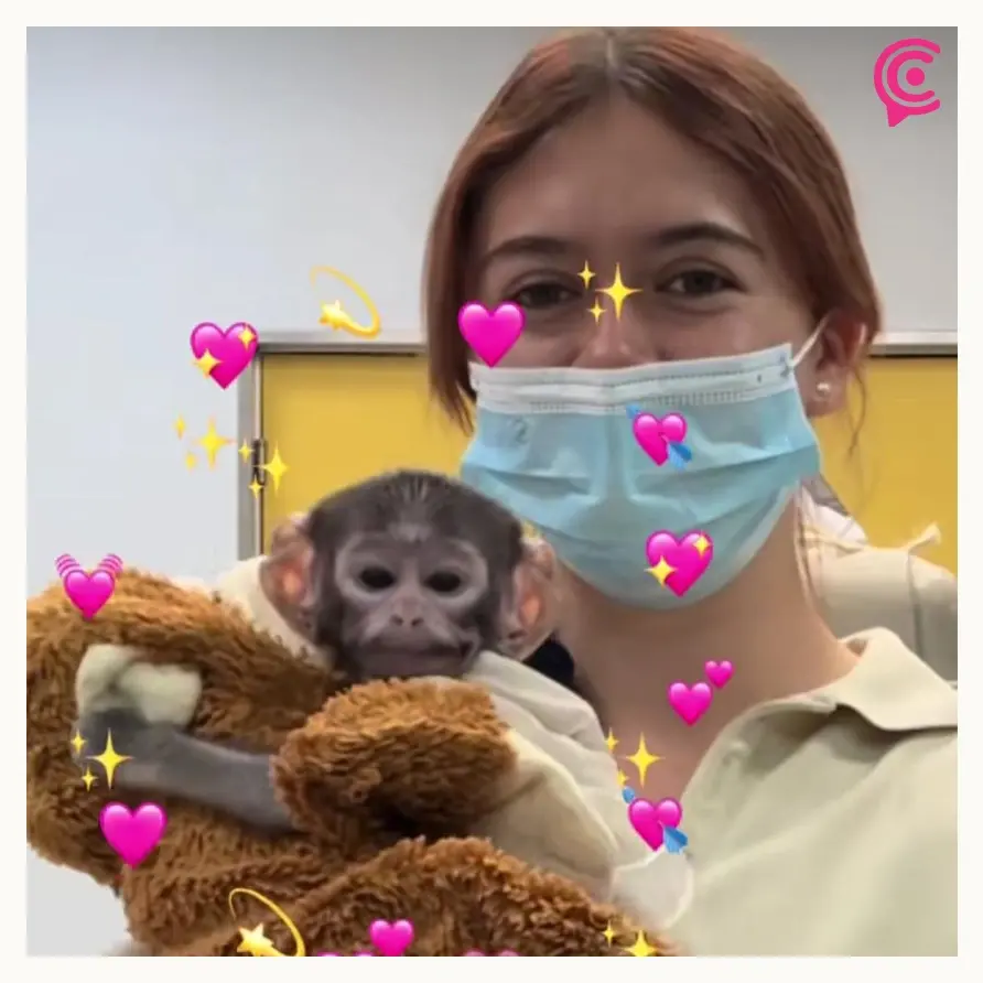 Yuji, el “Punch mexicano”, el mono bebé que conquista a visitantes del Zoológico de Guadalajara