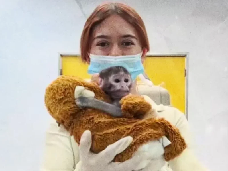 Yuji, el “Punch mexicano”, el mono bebé que conquista a visitantes del Zoológico de Guadalajara