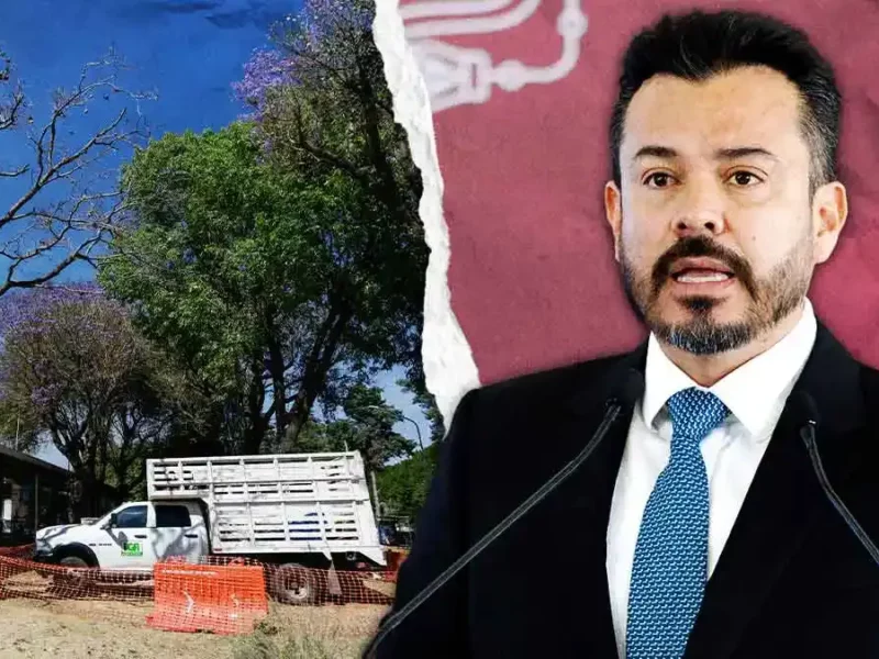 Intervendrán 97 árboles por obra del cablebús Puebla; conoce el plan de trasplante