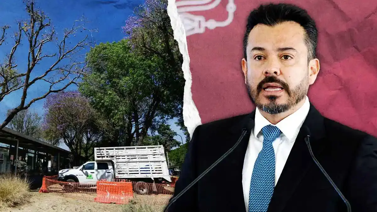 Intervendrán 97 árboles por obra del cablebús Puebla; conoce el plan de trasplante
