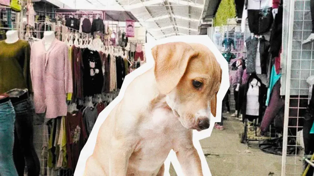 Animalistas denuncian envenenamiento masivo de perros en tianguis de Texmelucan, Puebla