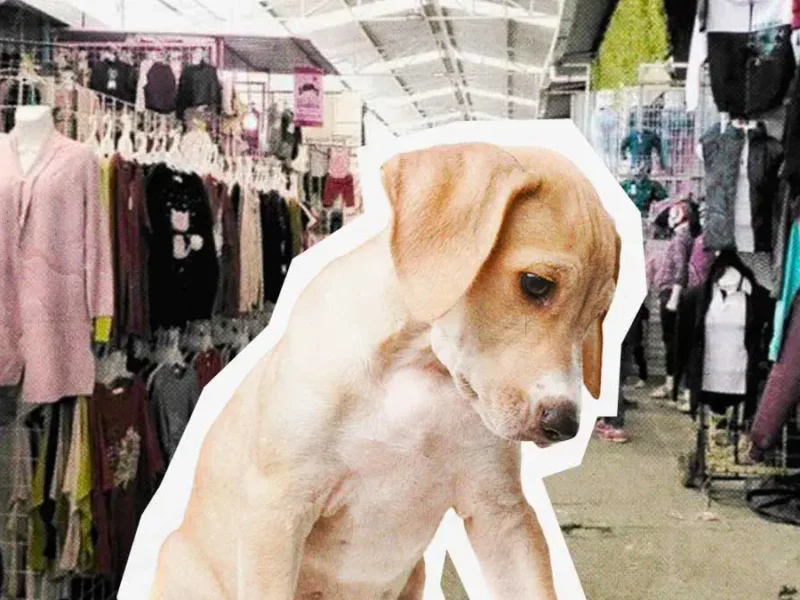 Animalistas denuncian envenenamiento masivo de perros en tianguis de Texmelucan, Puebla