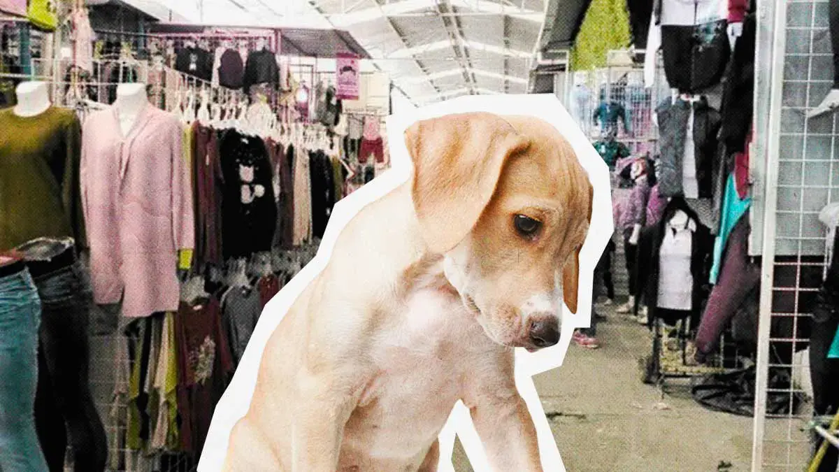 Animalistas denuncian envenenamiento masivo de perros en tianguis de Texmelucan, Puebla