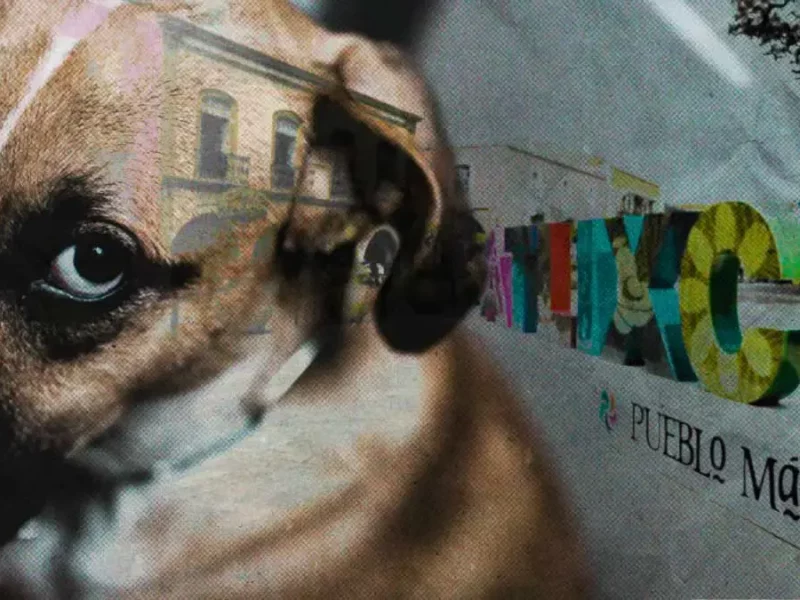 Atacan con pistola de balines a “El Licenciado” perro comunitario de Atlixco, Puebla