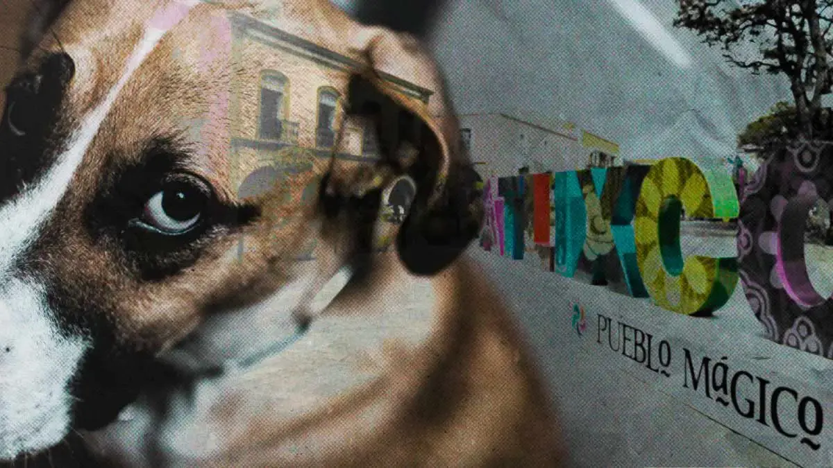 Atacan con pistola de balines a “El Licenciado” perro comunitario de Atlixco, Puebla