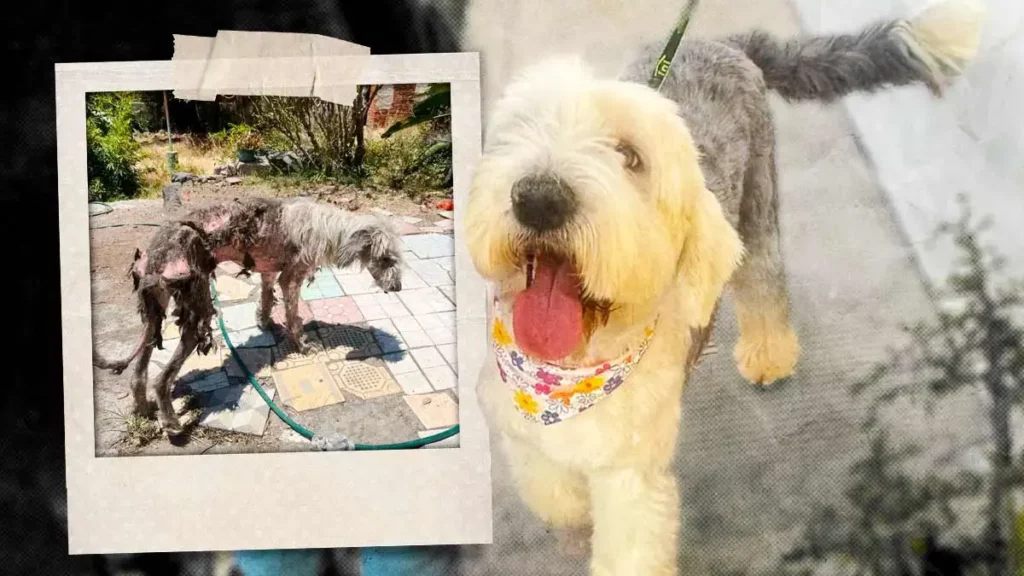 Samantha lucha por su vida en Puebla; necesita cirugía para sobrevivir tras cruel abandono
