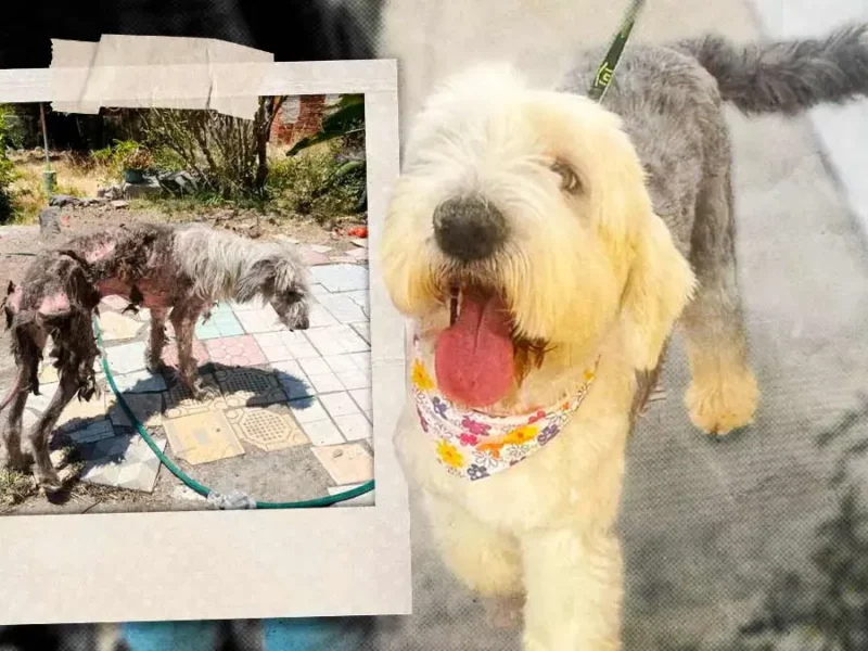 Samantha lucha por su vida en Puebla; necesita cirugía para sobrevivir tras cruel abandono