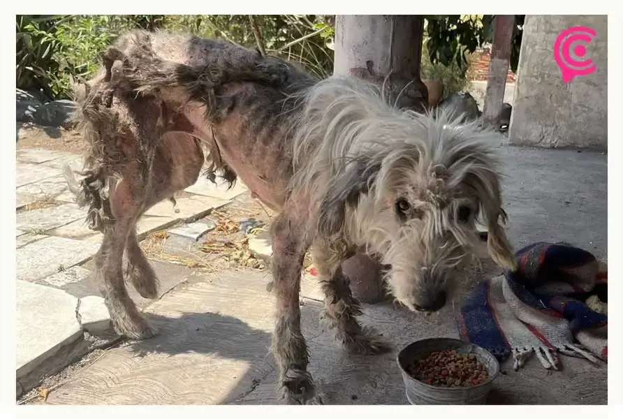 Samantha lucha por su vida en Puebla; necesita cirugía para sobrevivir tras cruel abandono