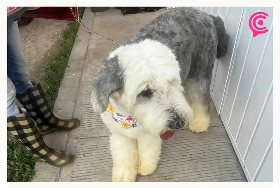 Samantha lucha por su vida en Puebla; necesita cirugía para sobrevivir tras cruel abandono
