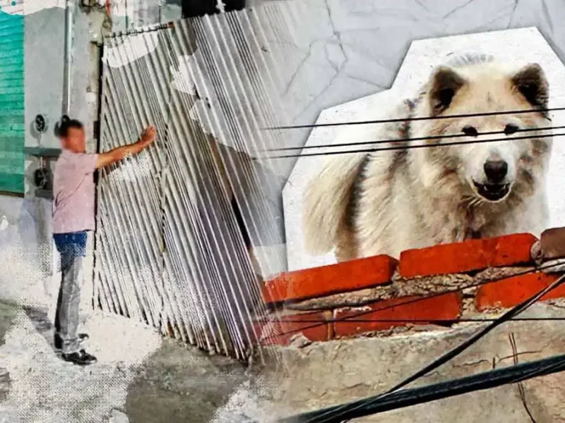 Vecinos de El Cerrito exigen rescate de perro abandonado; Ayuntamiento de Puebla los ignoró
