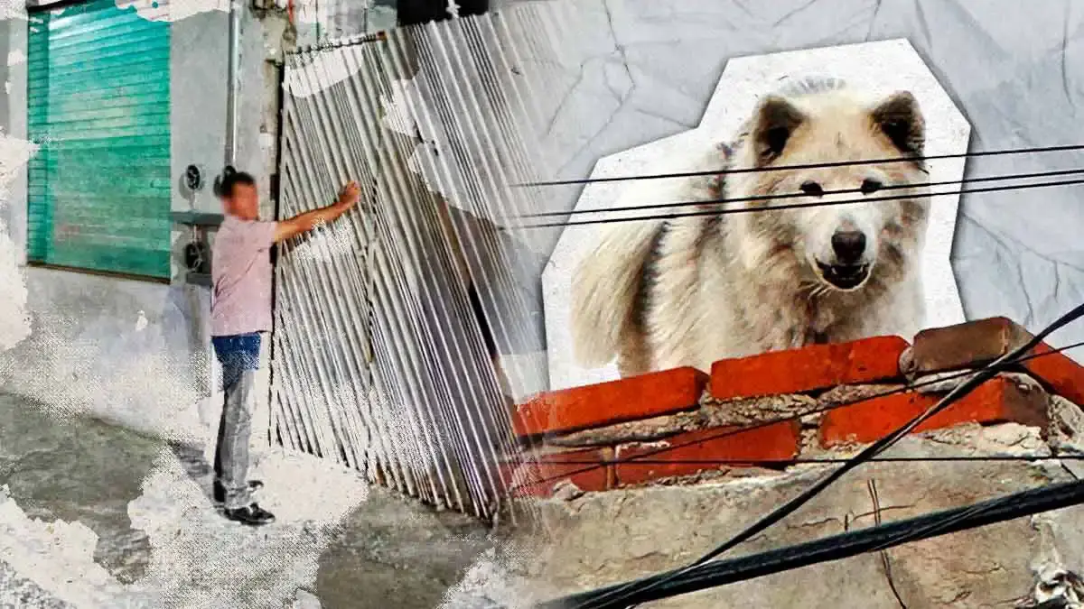 Vecinos de El Cerrito exigen rescate de perro abandonado; Ayuntamiento de Puebla los ignoró