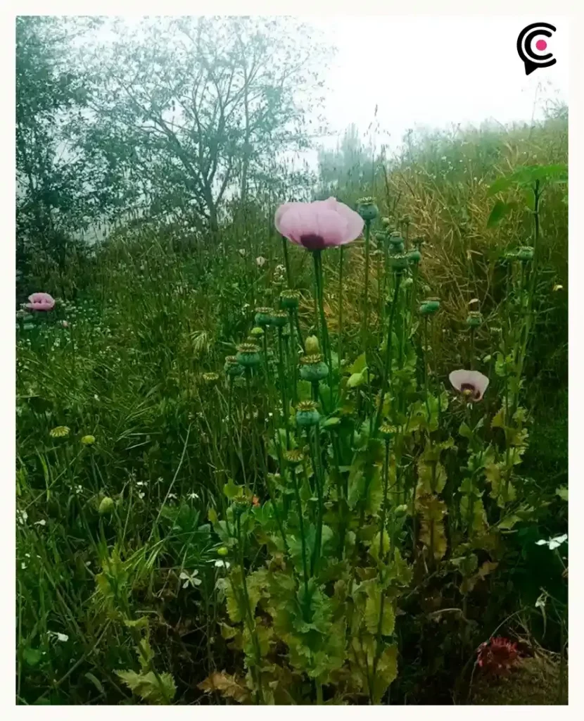 SSP y FGR aseguran terreno de cultivo de amapola en Zoquitlán, Puebla