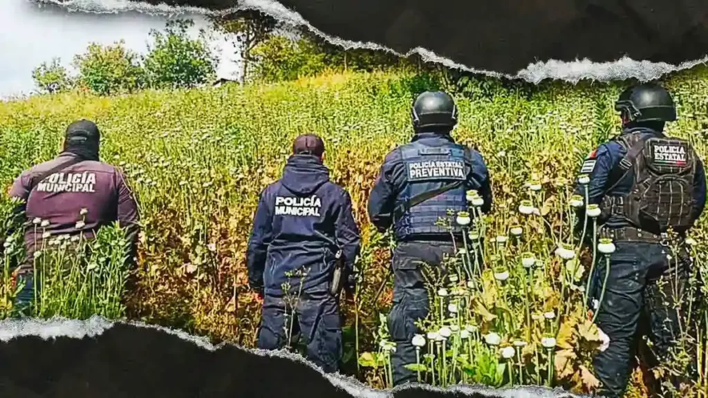 SSP y FGR aseguran terreno de cultivo de amapola en Zoquitlán, Puebla