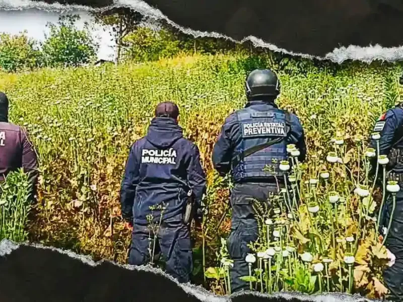 SSP y FGR aseguran terreno de cultivo de amapola en Zoquitlán, Puebla