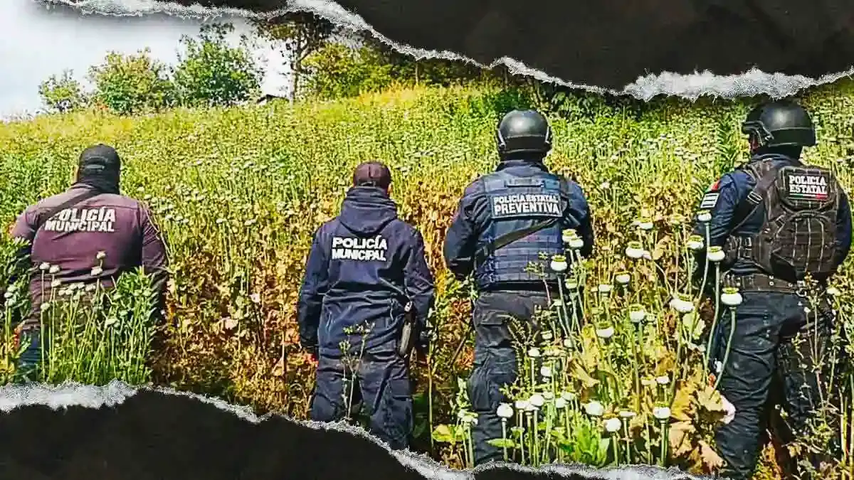 SSP y FGR aseguran terreno de cultivo de amapola en Zoquitlán, Puebla