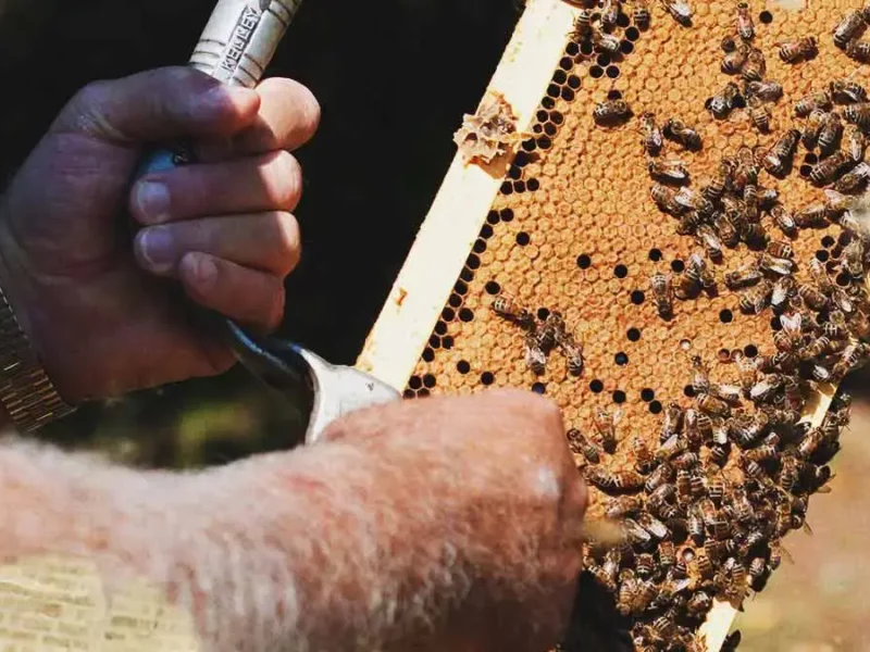 Ataque de abejas mata a hombre en Tehuacán, Puebla; hay otras cuatro víctimas 