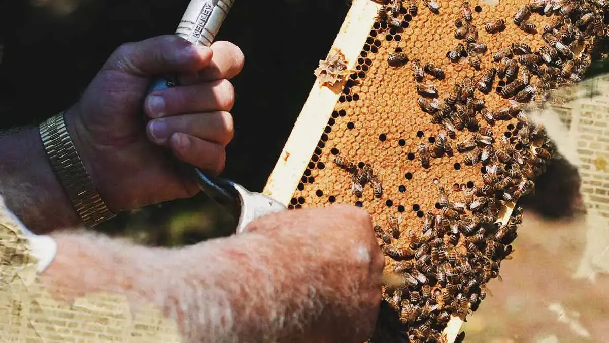 Ataque de abejas mata a hombre en Tehuacán, Puebla; hay otras cuatro víctimas 