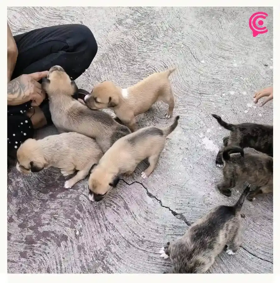 Rescatistas promueven adopción de perros en situación de calle en Atlixco; exigen estrategia contra abandono animal