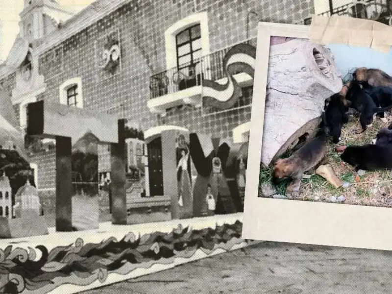 Rescatistas promueven adopción de perros en situación de calle en Atlixco; exigen estrategia contra abandono animal