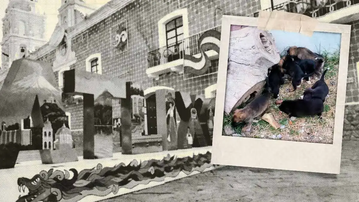 Rescatistas promueven adopción de perros en situación de calle en Atlixco; exigen estrategia contra abandono animal