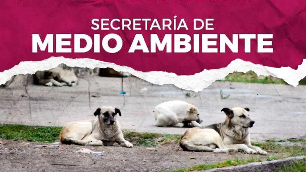Secretaría de Medio Ambiente de Puebla identificó cinco colonias con altos niveles de abandono de animales