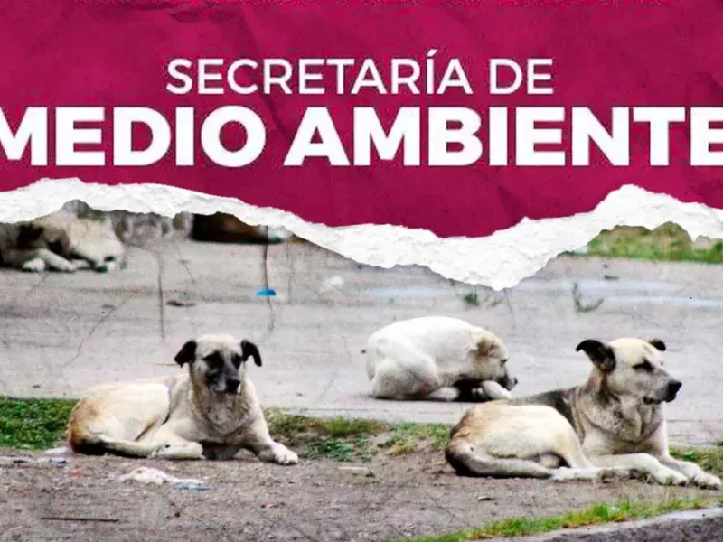 Secretaría de Medio Ambiente de Puebla identificó cinco colonias con altos niveles de abandono de animales
