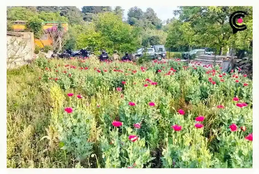 Aseguran plantío de amapola en Atempan; suman dos casos en menos de una semana en Puebla
