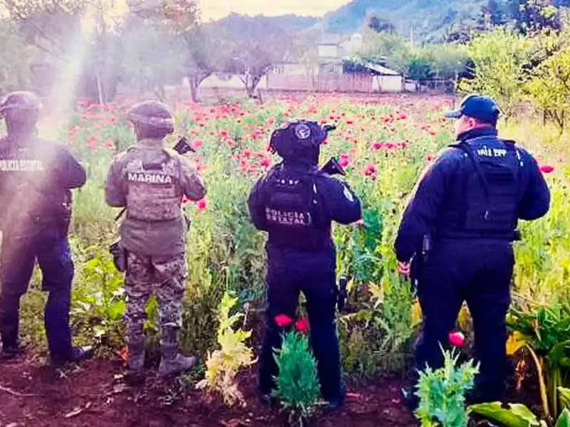 Aseguran plantío de amapola en Atempan; suman dos casos en menos de una semana en Puebla