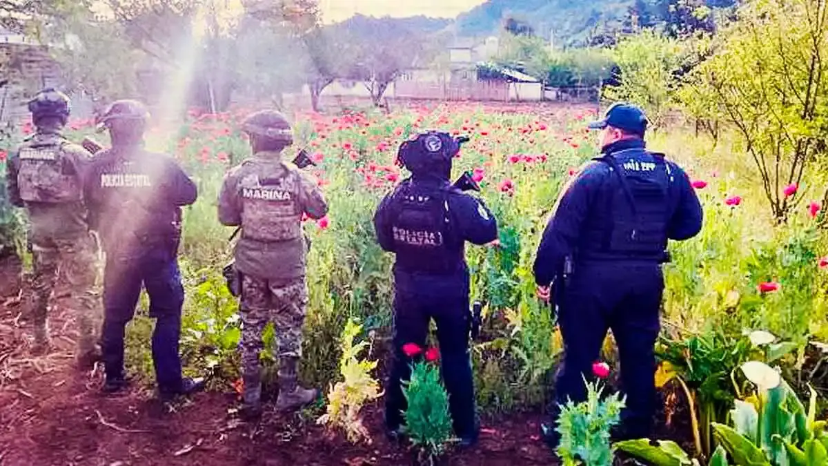 Aseguran plantío de amapola en Atempan; suman dos casos en menos de una semana en Puebla