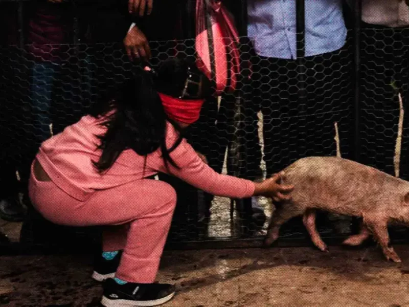 Denuncian concurso de "puerco encebado" en Naupan; IBA Puebla no emite postura