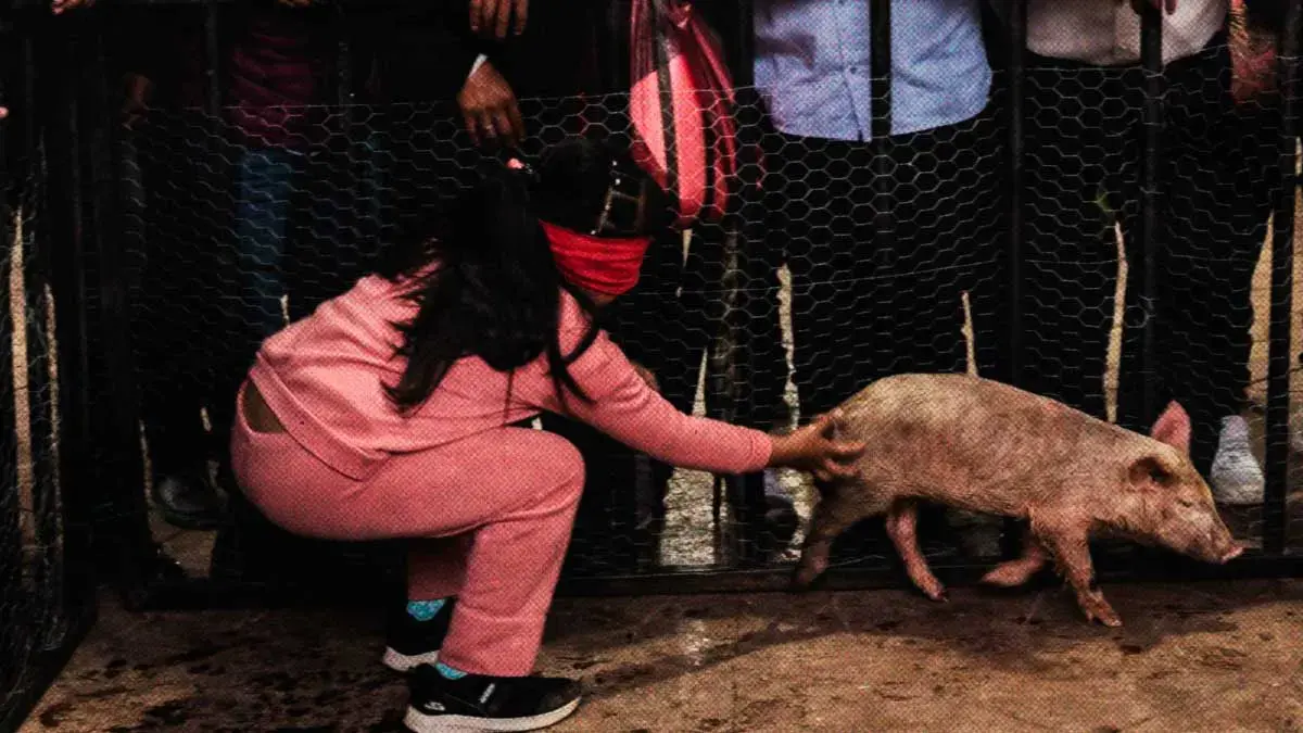 Denuncian concurso de "puerco encebado" en Naupan; IBA Puebla no emite postura