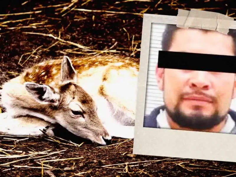 Ratifican sentencia contra Ricardo N por matar a 32 venados en Volcanic Park, Puebla 