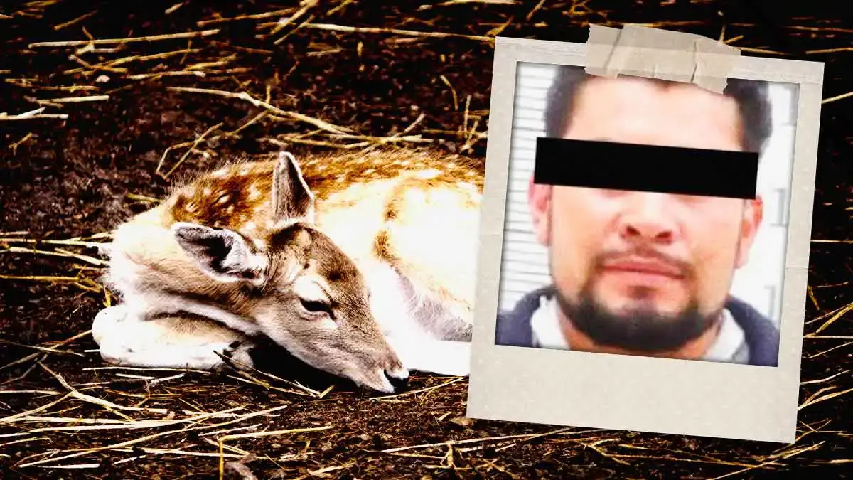 Ratifican sentencia contra Ricardo N por matar a 32 venados en Volcanic Park, Puebla