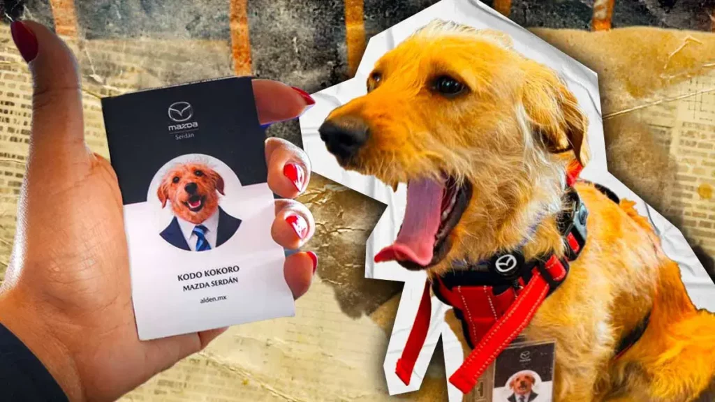 Conoce la historia de “Kodo Kokoro”, el perro adoptado por agencia Mazda Serdán en Puebla