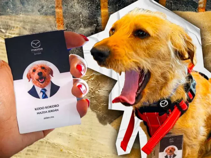 Conoce la historia de “Kodo Kokoro”, el perro adoptado por agencia Mazda Serdán en Puebla