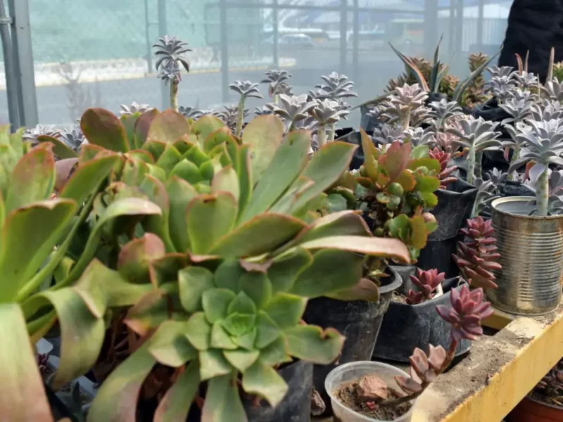 Vivero universitario, espacio para la investigación