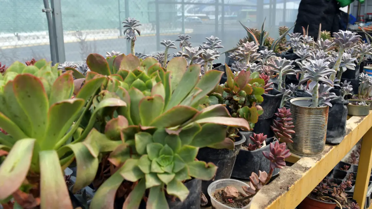 Vivero universitario, espacio para la investigación