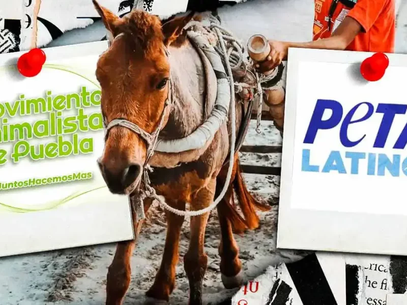 PETA Latino y Movimiento Animalista de Puebla exigen detener maltrato de caballos carretoneros en Texmelucan