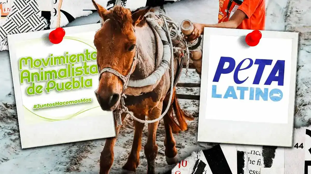 PETA Latino y Movimiento Animalista de Puebla exigen detener maltrato de caballos carretoneros en Texmelucan